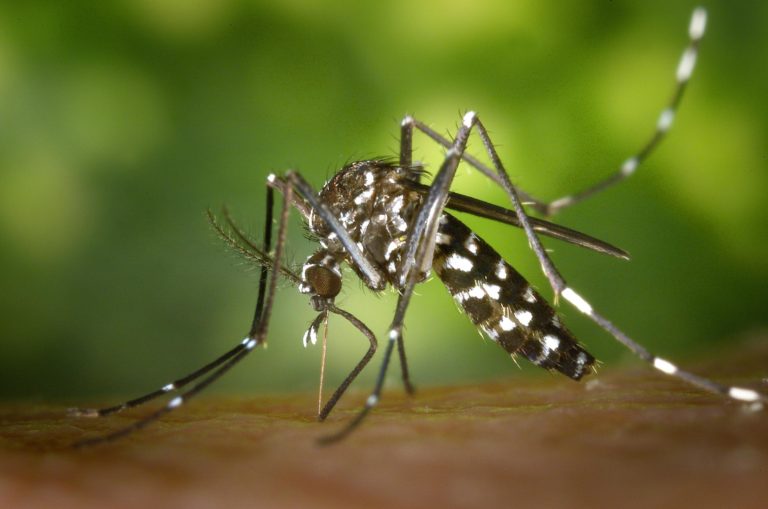 Übersicht über Vorkommen und Bekämpfung Invasiver Arten (Neobiota) im Landkreis Limburg-Weilburg